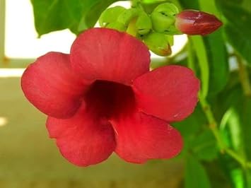 Non-GMO (Non-GMO scientific name) for planting in garden